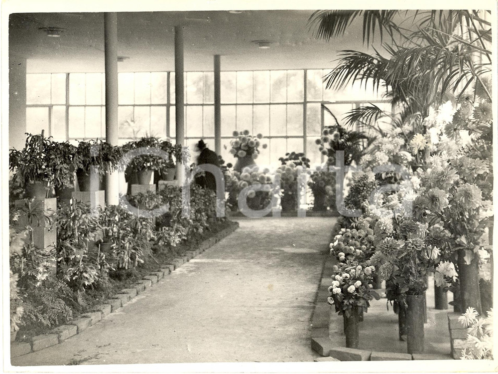 Fotografia d'epoca originale 1937 MILANO Il nuovo salone della Mostra del Crisantemo 1