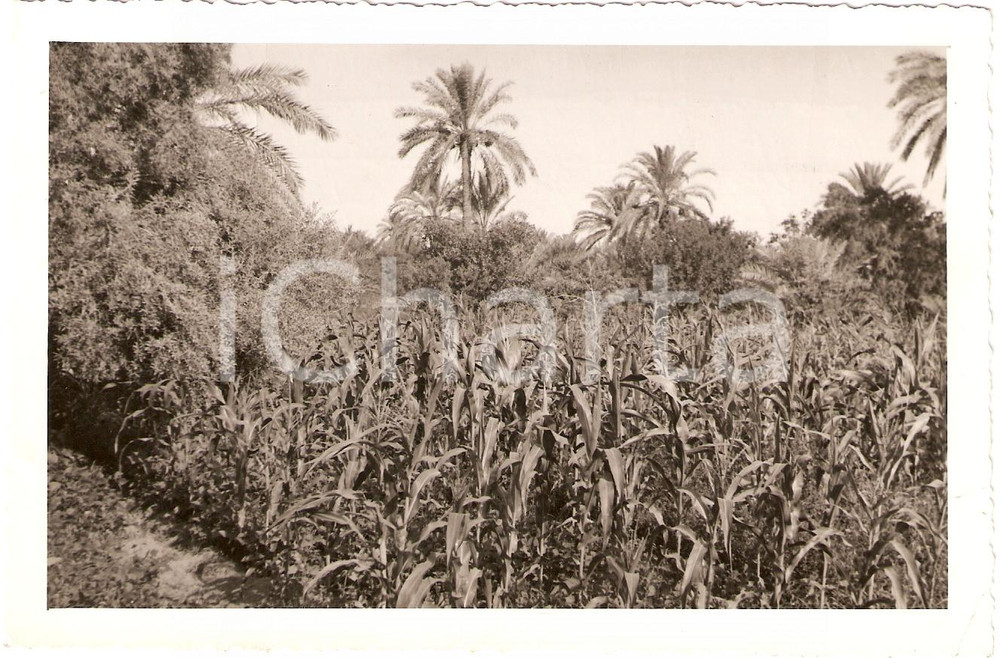 Fotografia d'epoca originale 1939 SUGH-EL-GIUMAA (Libia) Coltivazioni granoturco e fagioli *Fotografia 1