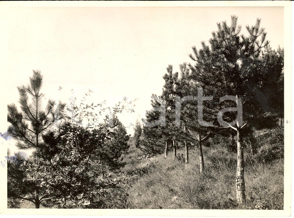Fotografia d epoca originale 1930 circa FIRENZE Rimboschimento del monte MORELLO Fotografia 1