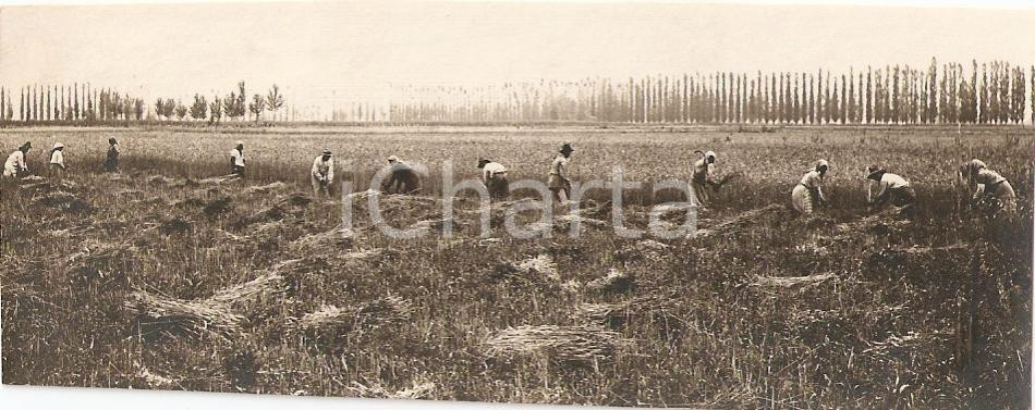 Fotografia d'epoca originale 1930 ca AREA PADANA Mietitura del grano in terreno bonificato *Foto 12x6 cm 1