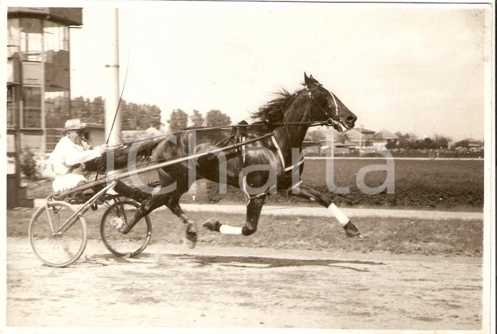Fotografia d'epoca originale 1940 ca BOLOGNA IPPICA Cavallo CAPRI con fantino sul sulky *Fotografia 1