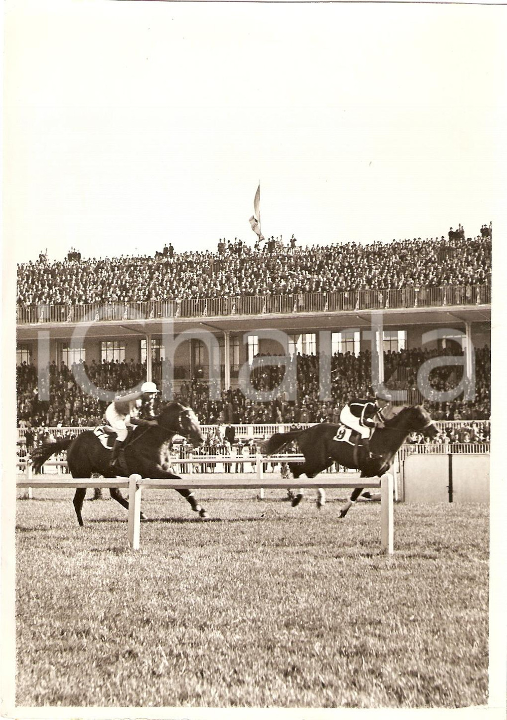 Fotografia d'epoca originale 1939 MILANO Ippodromo di SAN SIRO Cavallo GRAZZANO vince Gran Premio della FIERA 1