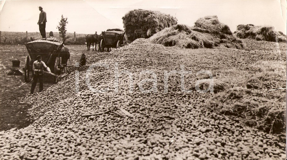 Fotografia d'epoca originale 1940 CAMPAGNA MILANESE Raccolto industriale di patate *Fotografia danneggiata 1