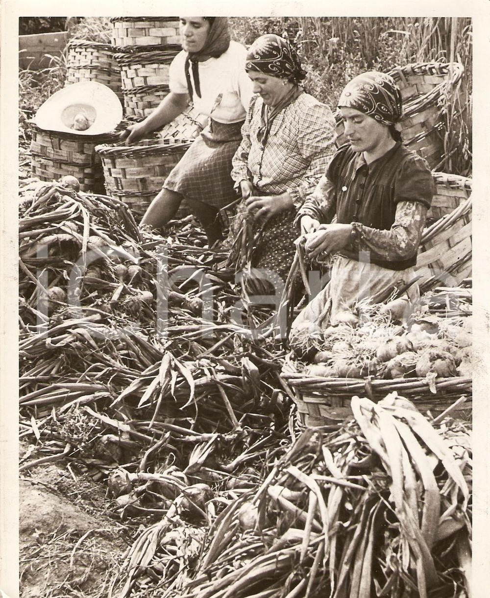 Fotografia d epoca originale 1940 CAMPAGNA MILANESE WW2 Contadine preparano cipolle per mercato Fotografia 1