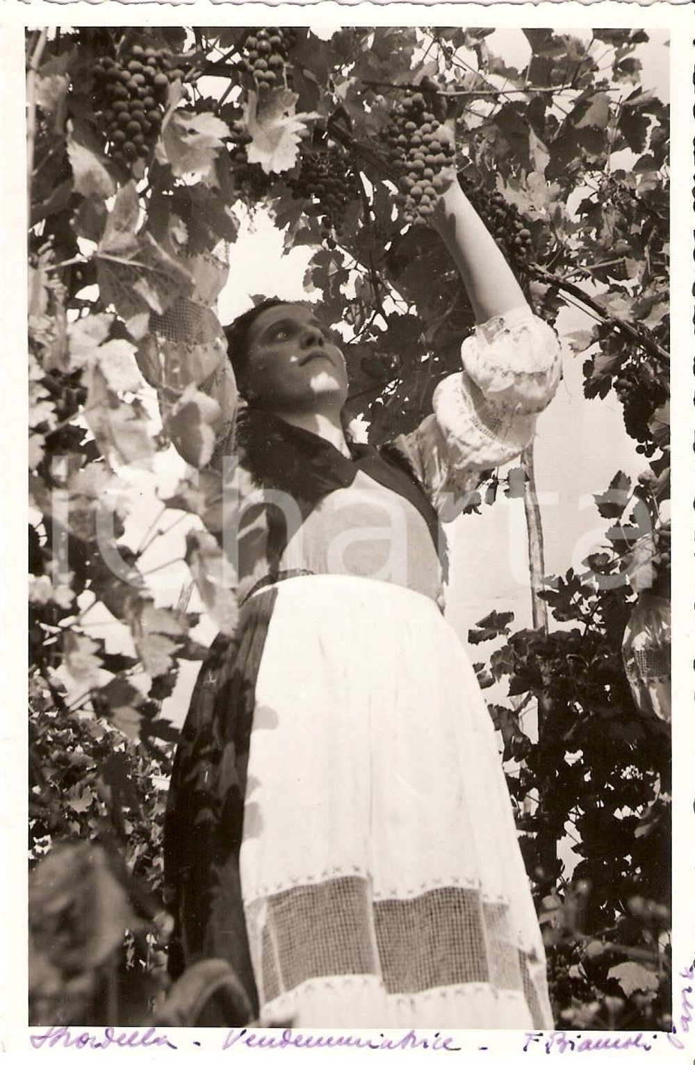 Fotografia d'epoca originale 1940 STRADELLA (PV) Vendemmiatrice al lavoro *Fotografia 1