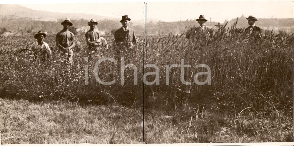 Fotografia d'epoca originale 1930 ca CAMPAGNA GENOVESE? Contadini alla battaglia del grano *Fotografia 1