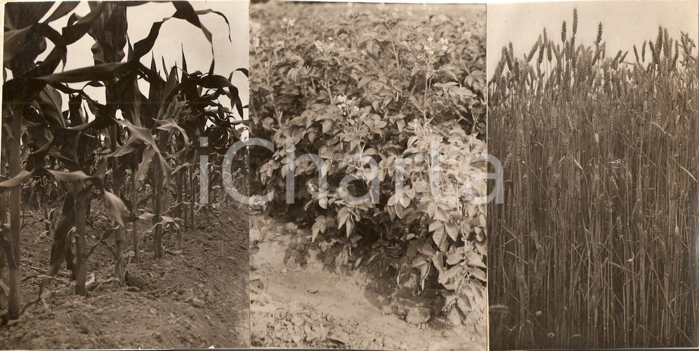 Fotografia d'epoca originale 1935 ca VILLARBASSE (TO) VarietÃ  di coltivazioni grano *3 fotografie 1