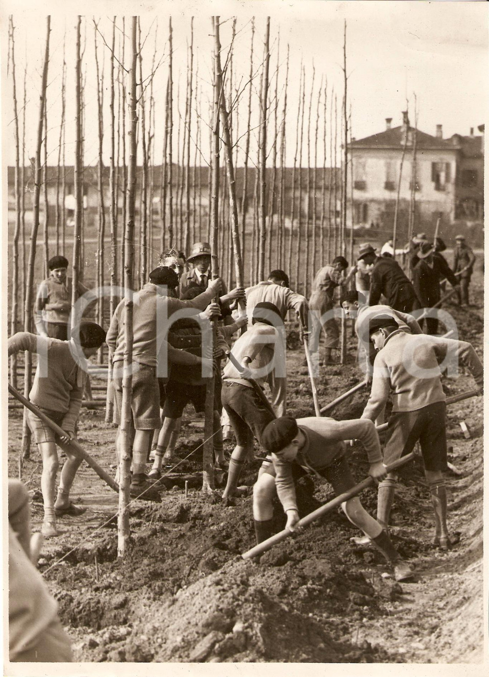 Fotografia d epoca originale 1930 MILANO Ragazzi piantano alberi per la FESTA DEGLI ALBERI Fotografia 1