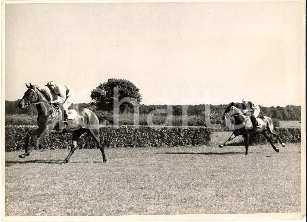 Fotografia d'epoca originale 1940 ca BERLIN HOPPEGARTEN Cavallo CONTESSA PILADE taglia il traguardo *FOTO 1