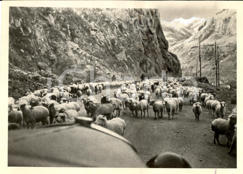 Fotografia d epoca originale 1942 TBILISI GEORGIA WW2 Greggi su strada militare GRUSINICA Fotografia 1