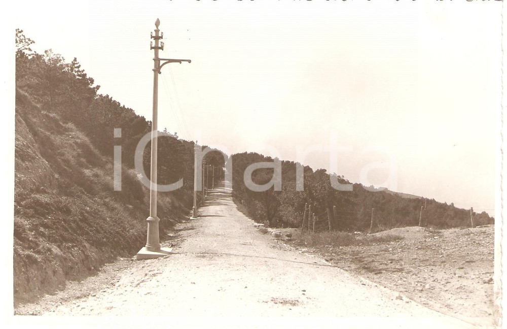 Fotografia d epoca originale 1933 ERICE TP Il nuovo viale di SANTA CROCE nella pineta Fotografia 1