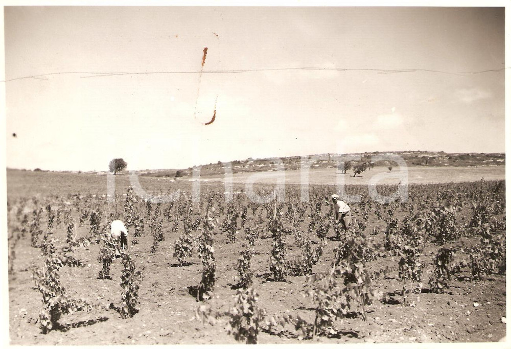 Fotografia d epoca originale 1934 BEIDA LIBIA Vigneto a villaggio di BEDA LITTORIA 1