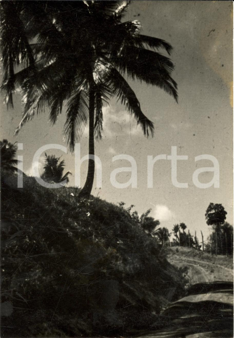 Fotografia d epoca originale 1970 ca RECIFE BRASILE Palma tropicale si staglia contro il cielo azzurro FOTO 1
