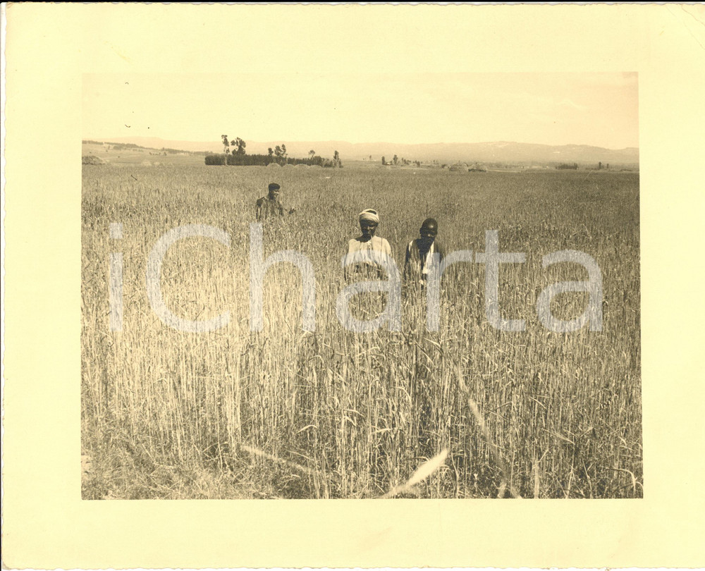 Fotografia d epoca originale 1940 ADDIS ABEBA ETIOPIA Lavoranti indigeni raccolgono il grano Fotografia 1