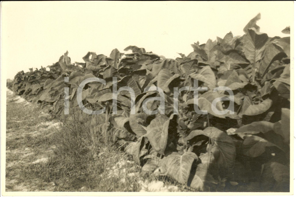 Fotografia d epoca originale 1930 ETIOPIA Coltivazioni coloniche in A.O.I. Fotografia 1
