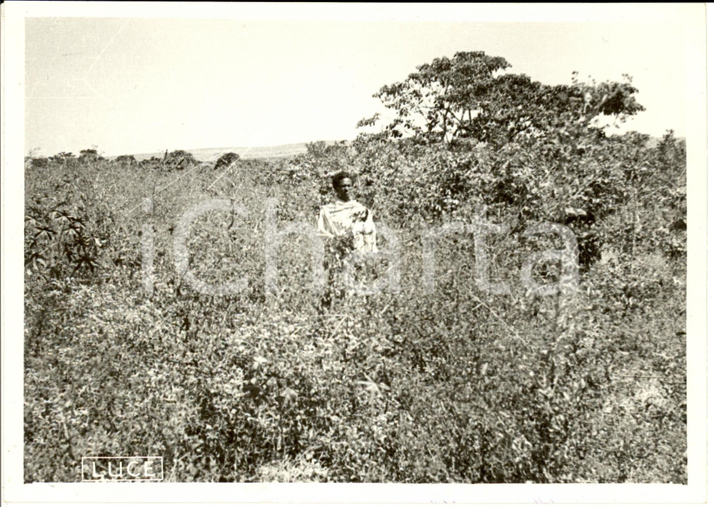 Fotografia d epoca originale 1940 HARAR ETIOPIA Veduta di piantagione di caffÃ¨ ANIMATA Fotografia 1