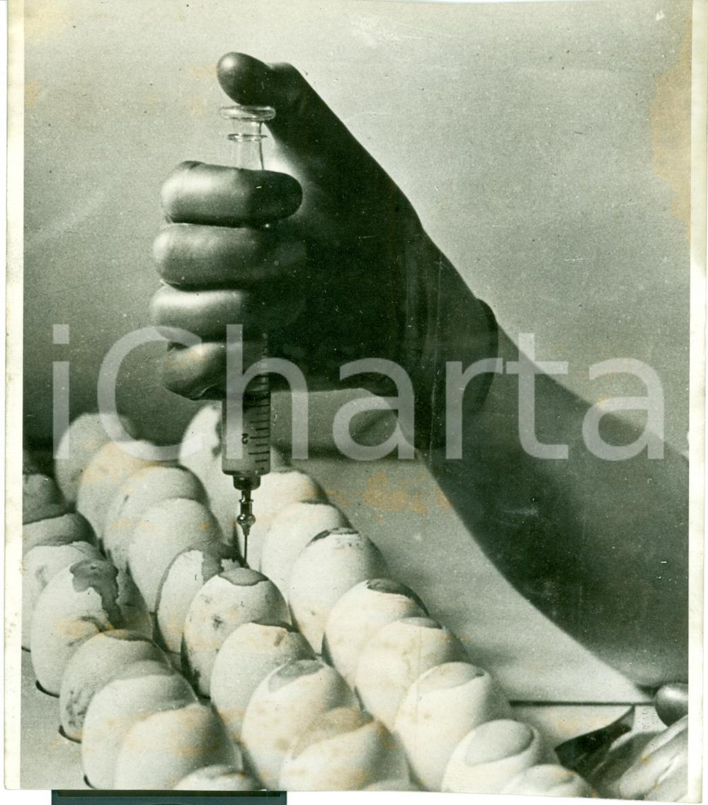 Fotografia d epoca originale 1943 BERLIN Pollicoltura Iniezioni iodio in uova pulcini FOTOGRAFIA 1