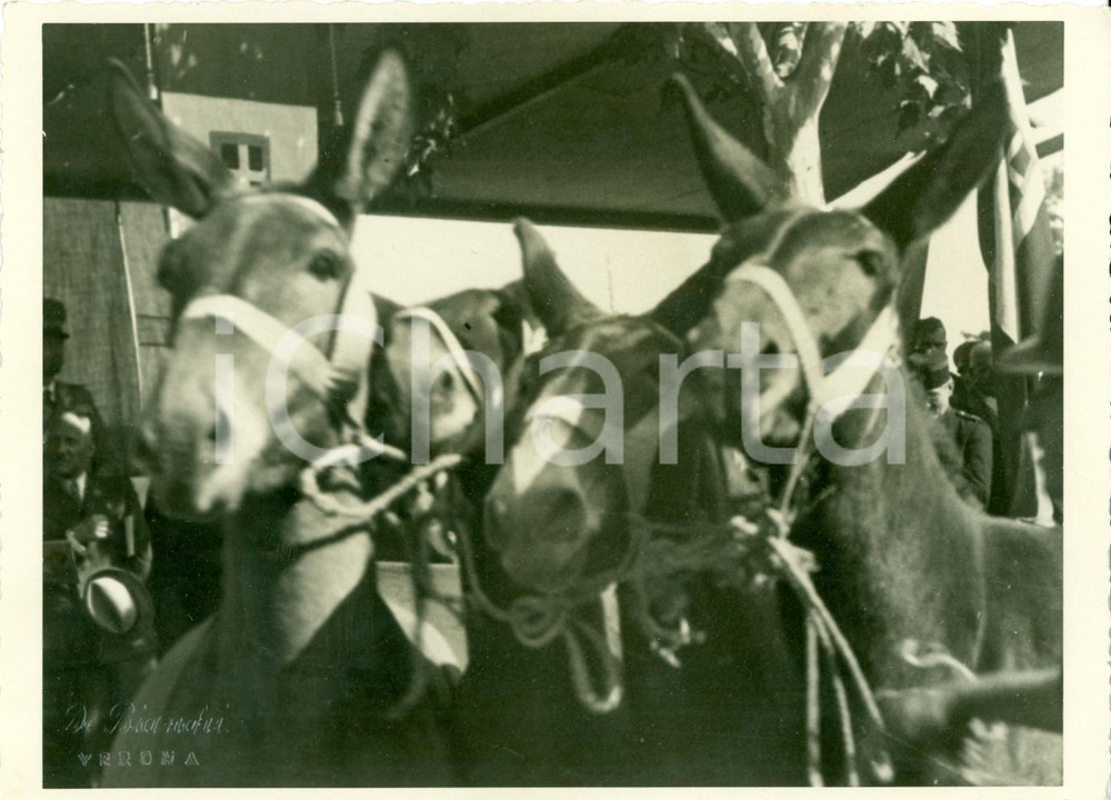 Fotografia d epoca originale 1940 VERONA Cavalli alla mostra equina FOTOGRAFIA 1