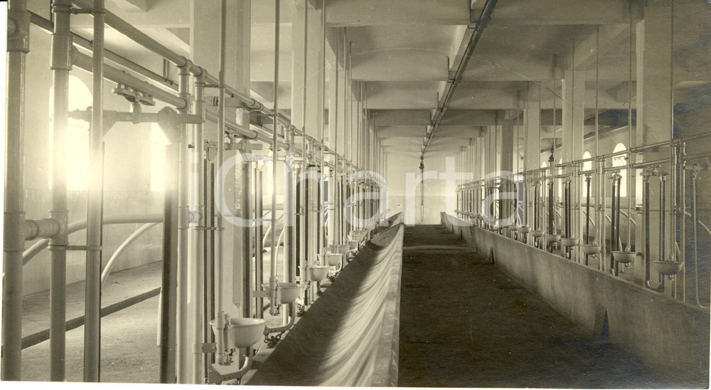 Fotografia d epoca originale 1928 POGGIO A CAIANO PO Mungitura automatica per cento vacche Fotografia 1