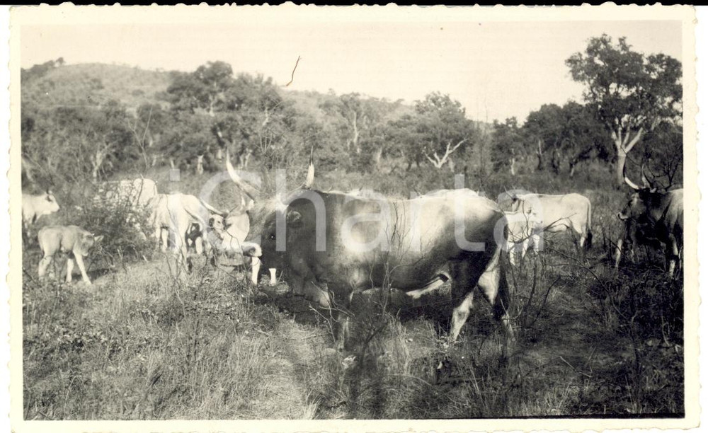 Fotografia d epoca originale 1930 ca GROSSETO MAREMMA Bestiame brado pascola sulle necropoli sepolte Foto 1