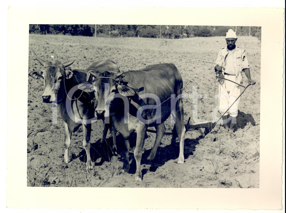 Fotografia d epoca originale 1935 ca AOI ETIOPIA Giovenche metÃ  zebÃ¹ e metÃ  indigene all aratro Foto 1