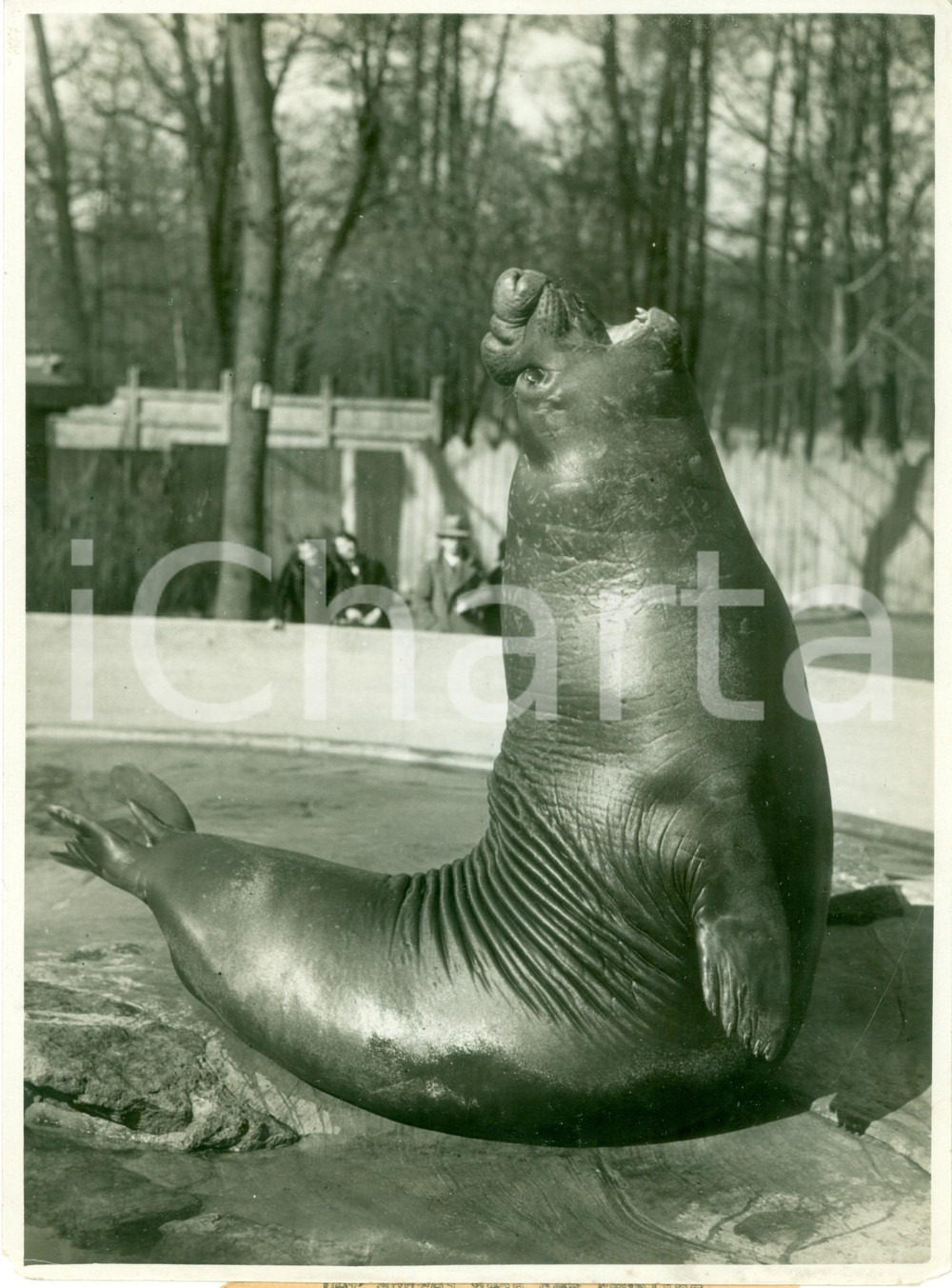 Fotografia d epoca originale 1932 BERLIN L elefante marino Roland saluta la primavera al BERLINER ZOO Foto 1