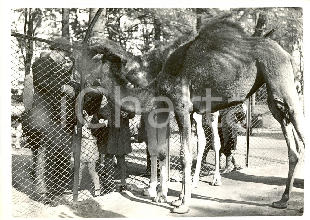 Fotografia d epoca originale 1939 MILANO Cammelli salutano i turisti per festa SANT ANGELO Fotografia 1