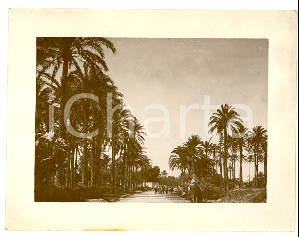 Fotografia d epoca originale 1930 ca TRIPOLI LIBIA Strada costruita dagli italiani in un oasi Foto PUCCI 1