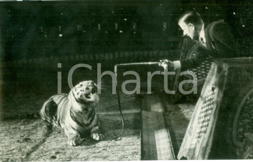 Fotografia d epoca originale 1941 BERLIN Il domatore stuzzica la tigre al CIRCO con il frustino Fotografia 1