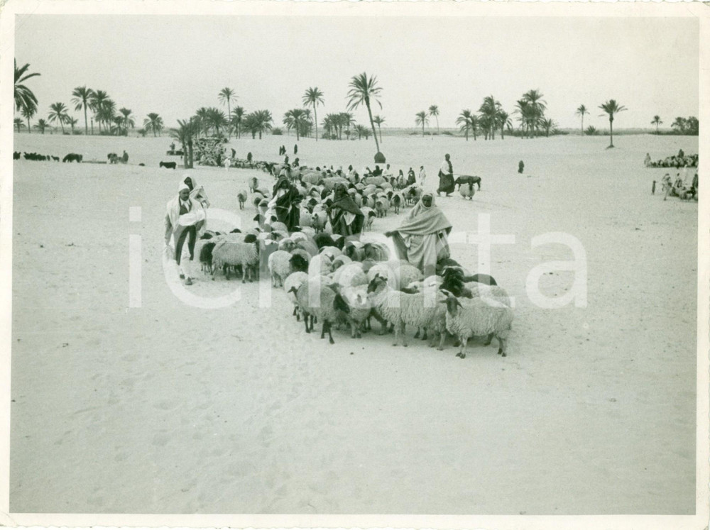 Fotografia d epoca originale 1930 ca LIBIA Pastori di un gregge vicino a un oasi Fotografia 1