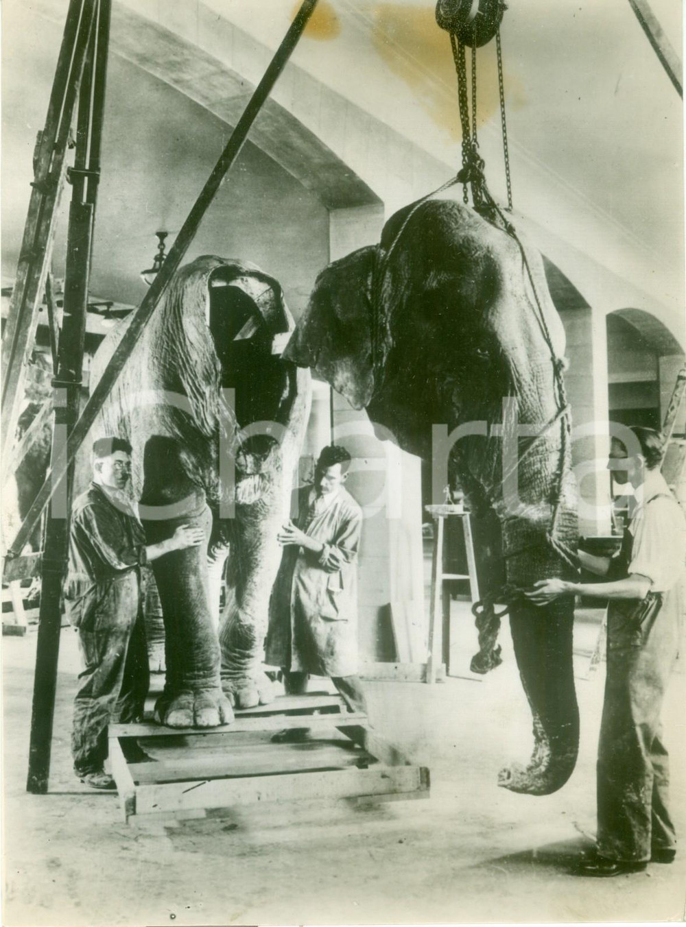 Fotografia d epoca originale 1935 ca BERLIN Operai dello zoo ricompongono un elefante Fotografia 1