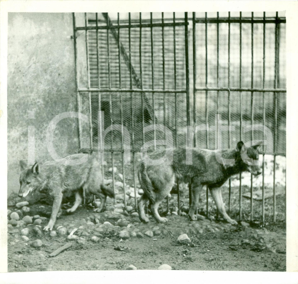 Fotografia d epoca originale 1937 MILANO CASTELLO SFORZESCO I lupi regalati alla cittÃ  dal Federale Foto 1