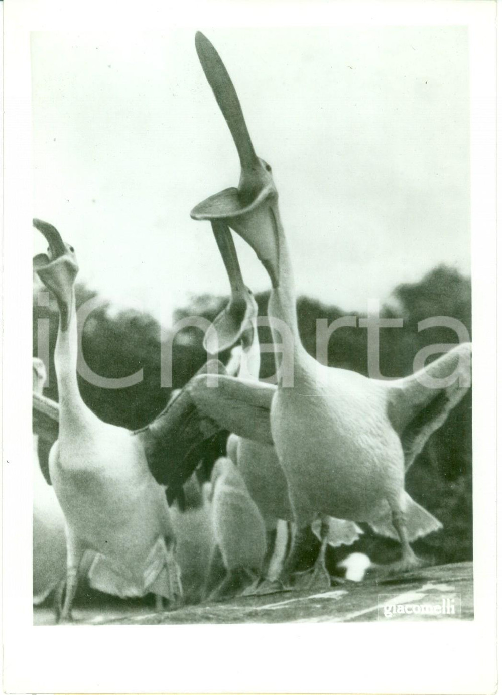 Fotografia d epoca originale 1940 VENEZIA Pellicani a bocca aperta allo zoo Fotografia 1
