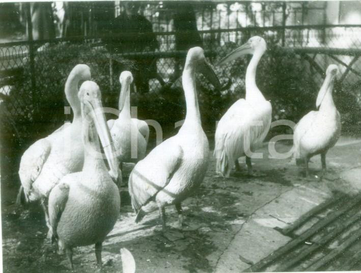 Fotografia d epoca originale 1941 MILANO Giardino zoologico Pellicani nel recinto della foca Foto cm 9x6 1