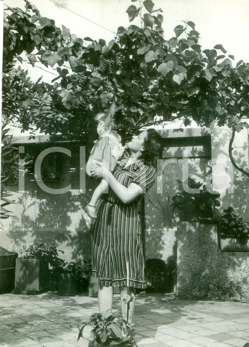 Fotografia d epoca originale 1940 CAMPAGNA MILANESE Bambina raccoglie l uva da un pergolato Fotografia 1