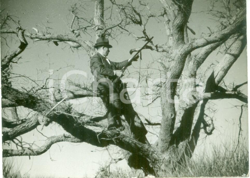 Fotografia d epoca originale 1942 CAMPAGNA MILANESE Cacciatore appostato su un albero Fotografia 1