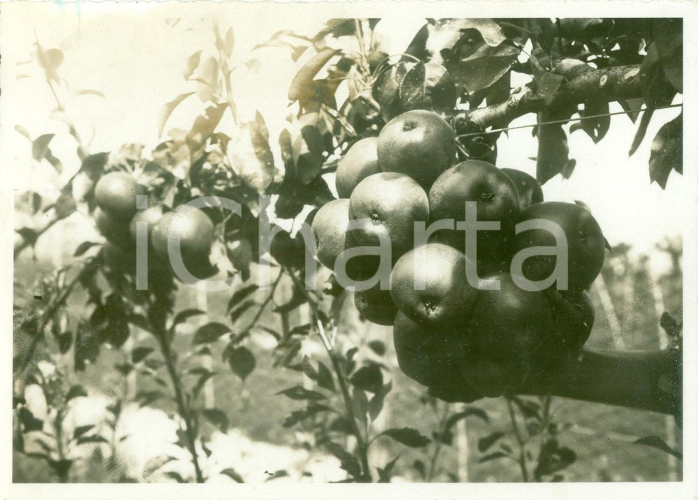 Fotografia d epoca originale 1933 SAN MICHELE AL TAGLIAMENTO VE I risultati delle bonifiche Fotografia 1
