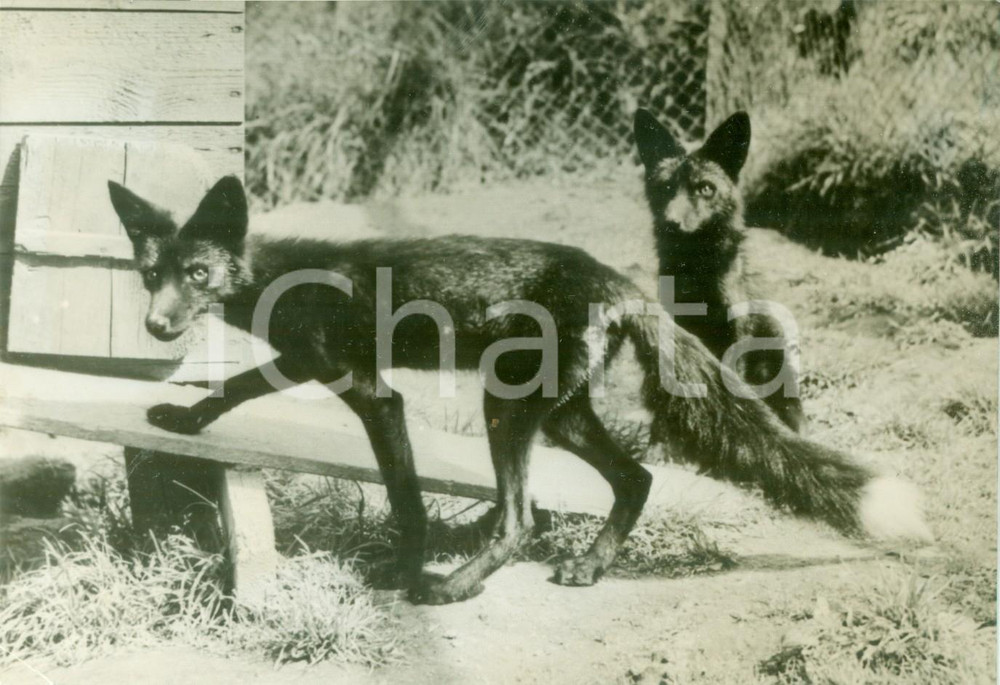 Fotografia d epoca originale 1940 BERLIN Volpi d argento in mostra allo zoo Fotografia 1