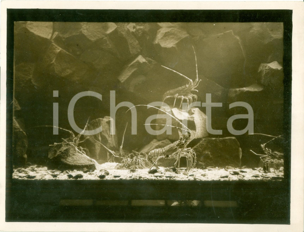 Fotografia d epoca originale 1925 LONDON Gamberi nell acquario allo zoo Vera fotografia 1
