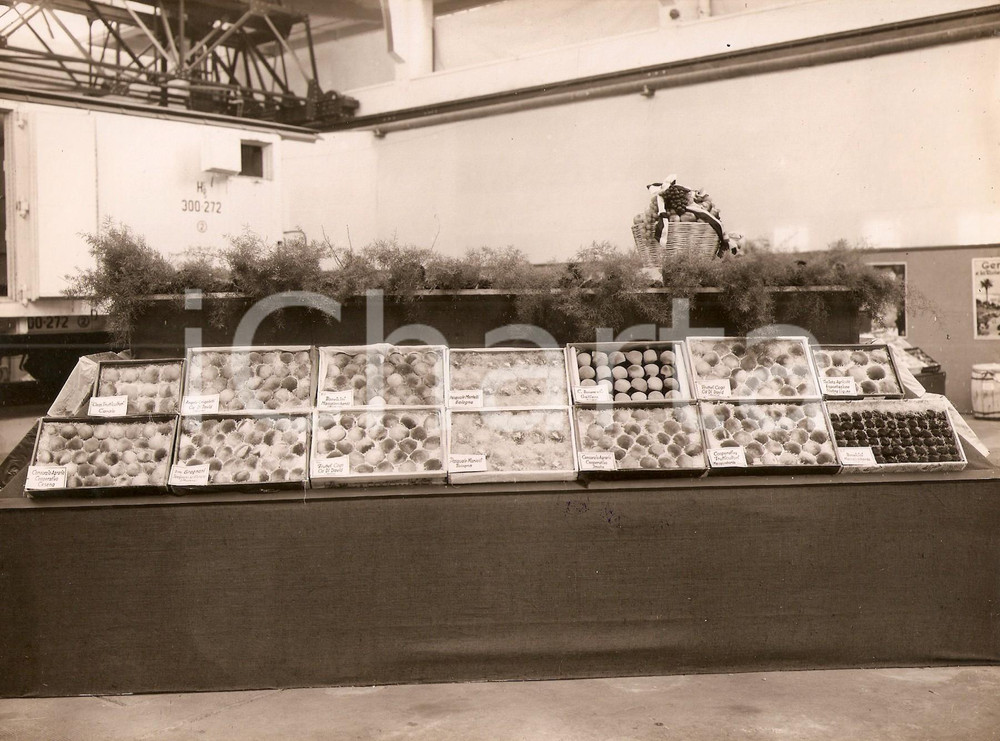Fotografia d epoca originale 1931 KOLN D Fiera Internazionale  Pesche dei Frutteti COGO di CADIDAVID Foto 1