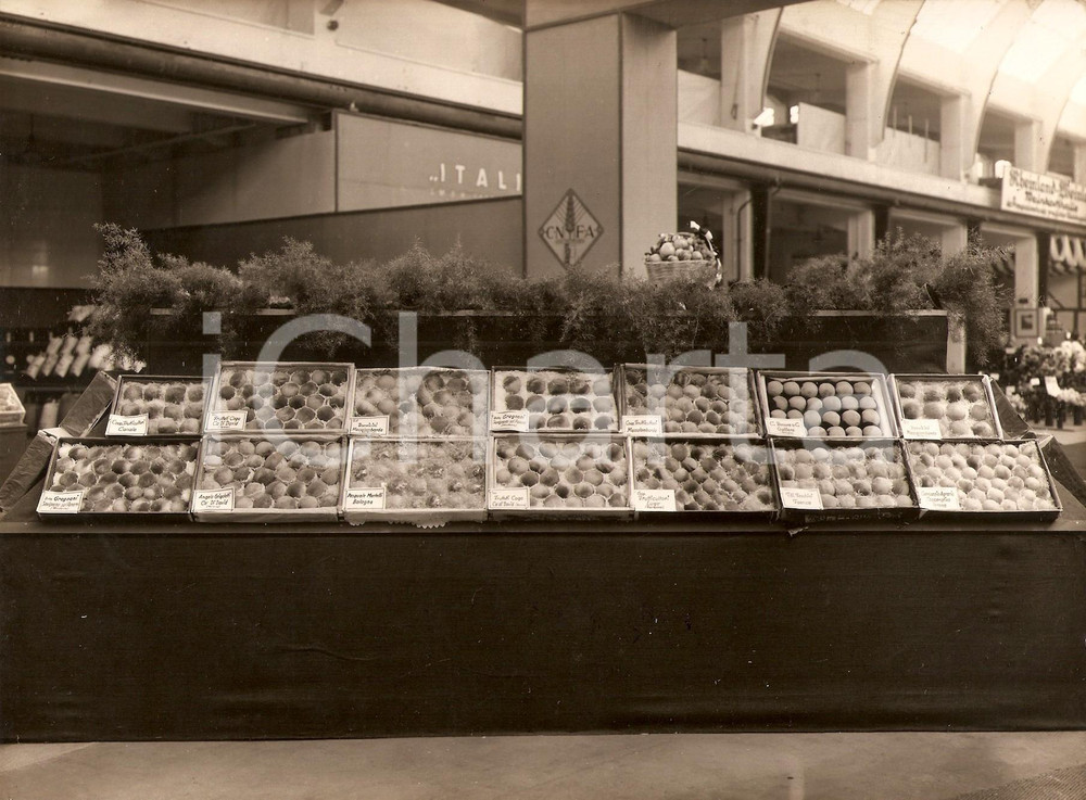 Fotografia d epoca originale 1931 KOLN D Fiera Internazionale  Pesche della Coop. Frutticoltori di LUGO 1