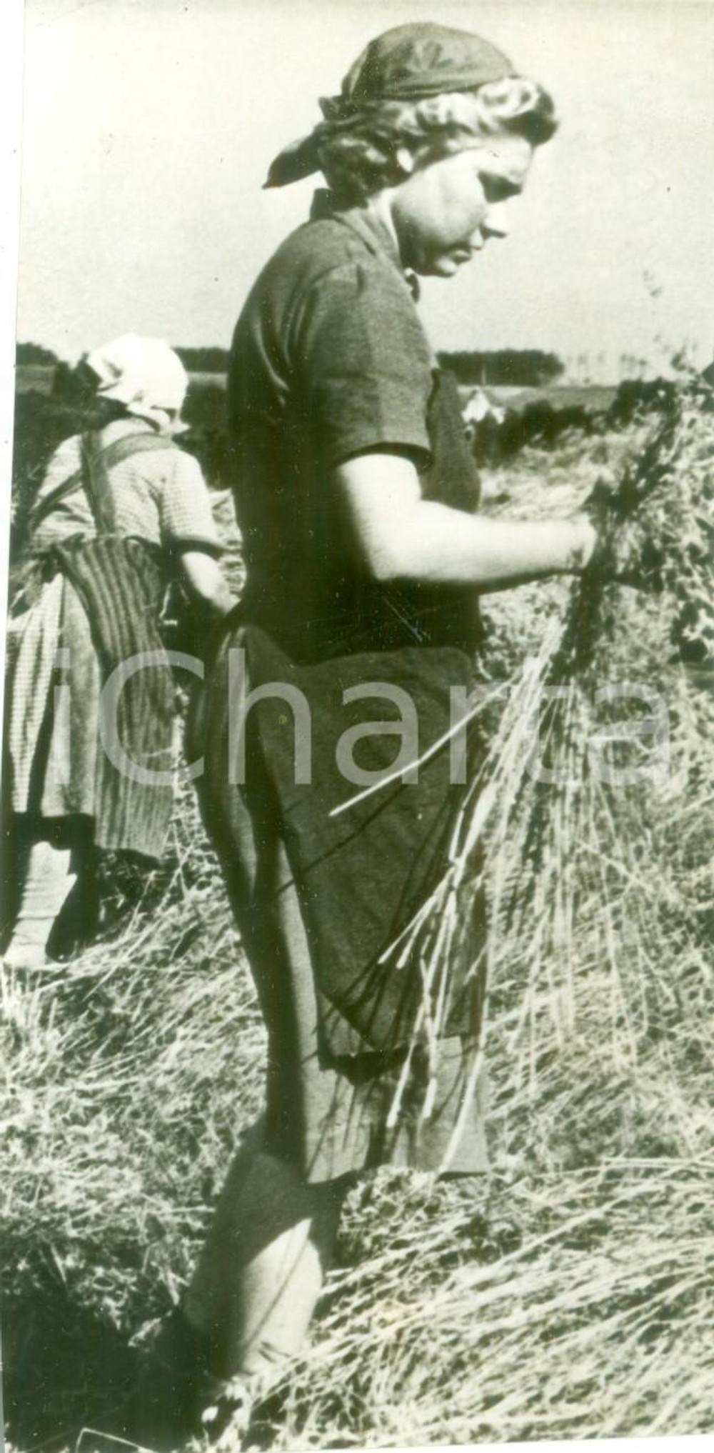 Fotografia d epoca originale 1942 GERMANIA WW2 Giovane contadina al lavoro nei campi Propaganda di guerra 1