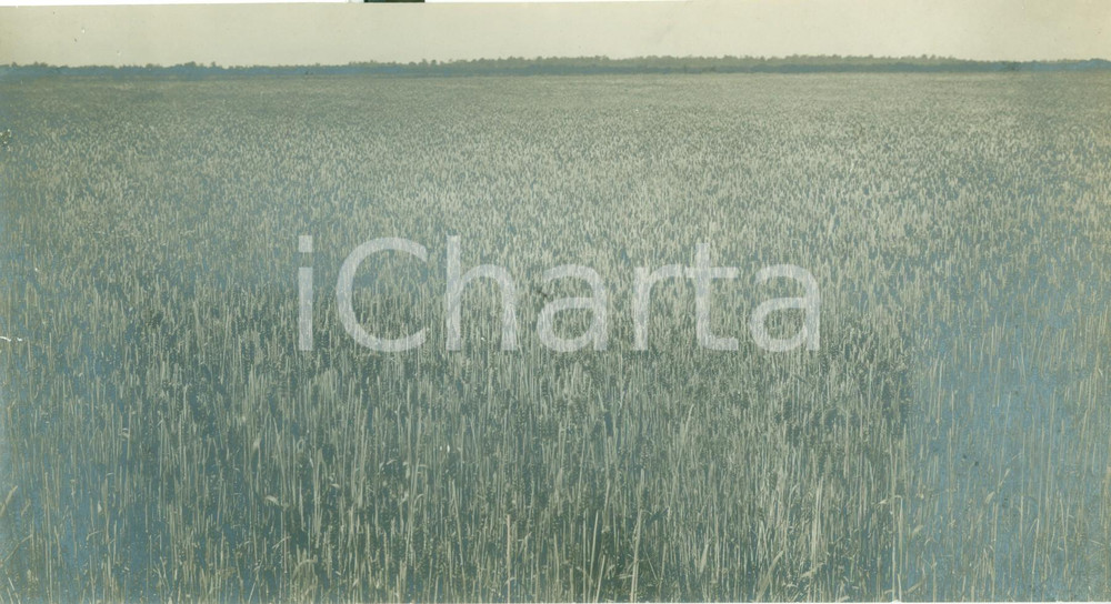 Fotografia d epoca originale 1929 BATTAGLIA DEL GRANO Un campo di grano specialitÃ  VILLA GLORI Fotografia 1