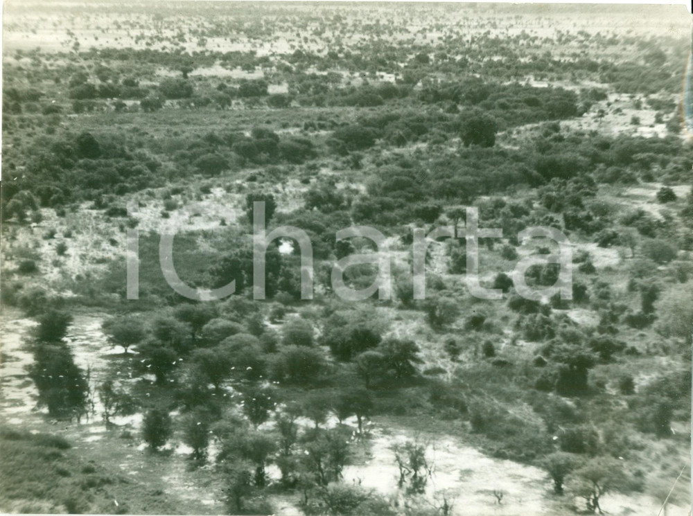 Fotografia d epoca originale 1935 ca NIGERIA La vegetazione intorno al Lago CIAD Fotografia DANNEGGIATA 1