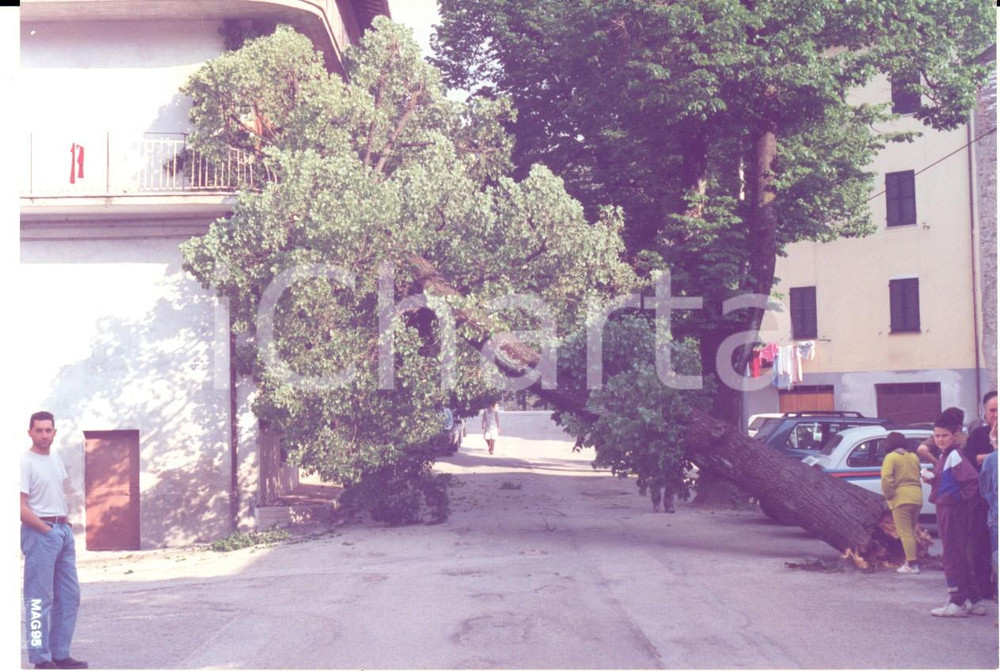 Fotografia d epoca originale 1995 PESARO ? Tiglio abbattuto dal maltempo su una casa Fotografia REPORTAGE 1