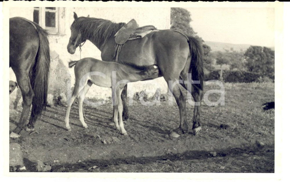 Fotografia d epoca originale 1942 MURAVERA CA Puledro e cavalla in una casa di campagna Fotografia FP 1