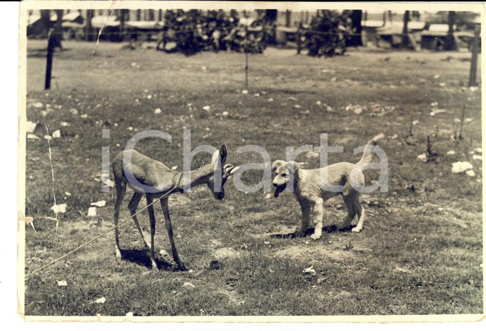 Fotografia d epoca originale 1930 ca MILANO ? Curioso incontro tra un cane e un capriolo Foto DANNEGGIATA 1