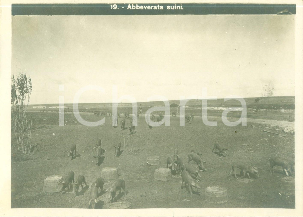 Fotografia d epoca originale 1936 ETIOPIA AOI ? Azienda agricola coloniale italiana Abbeverata suini Foto 1