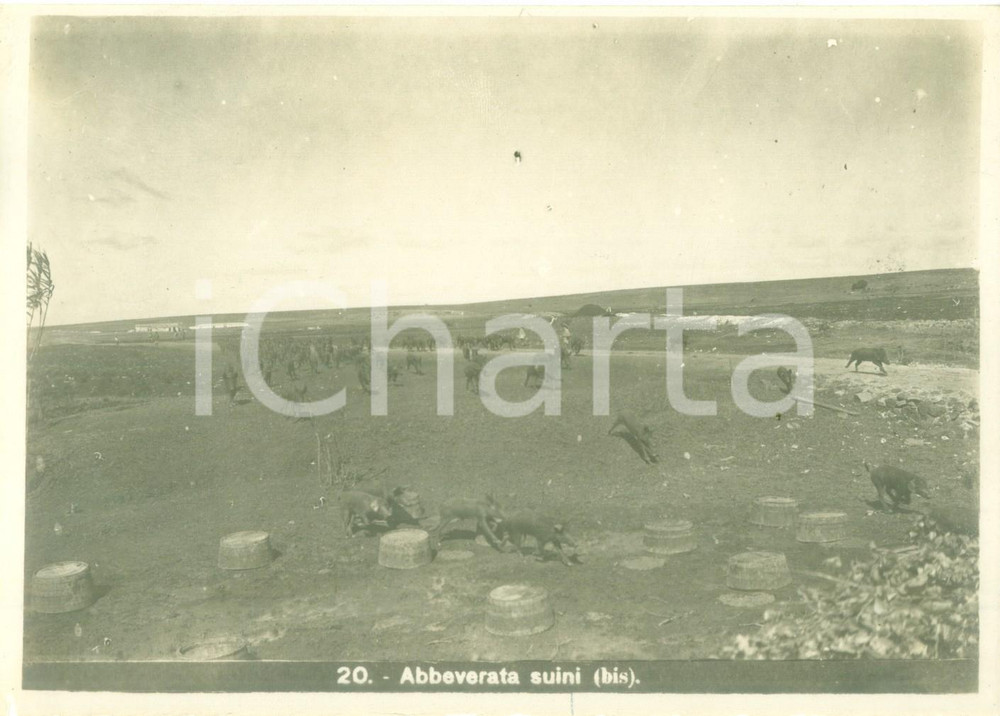 Fotografia d epoca originale 1936 ETIOPIA AOI ? Azienda agricola coloniale italiana Suini all abbeverata Foto 1