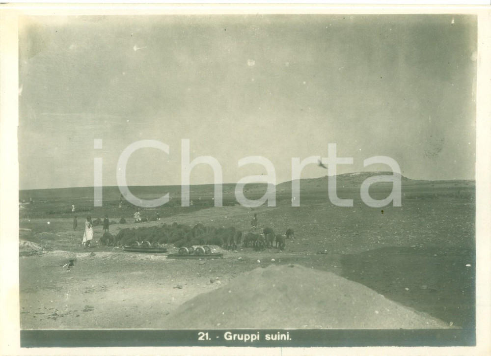 Fotografia d epoca originale 1936 ETIOPIA AOI ? Azienda agricola coloniale italiana Indigeni e suini Foto 1